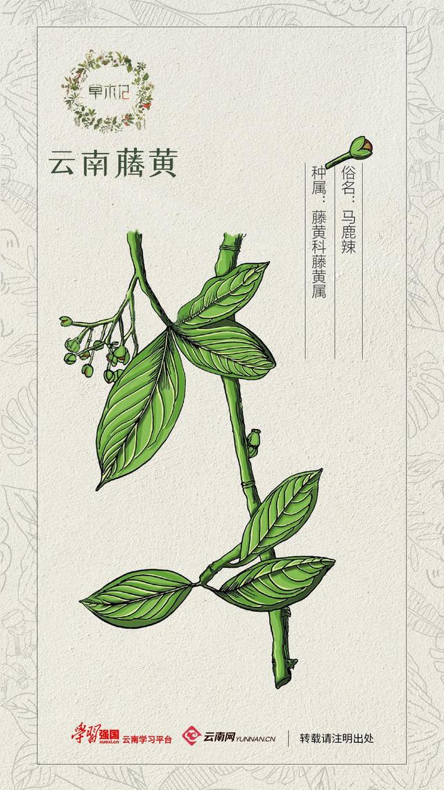 草木记云南藤黄：那年夏天的“藤黄果雨”蕴藏着儿时的八百里秦川-藤黄果是什么东西