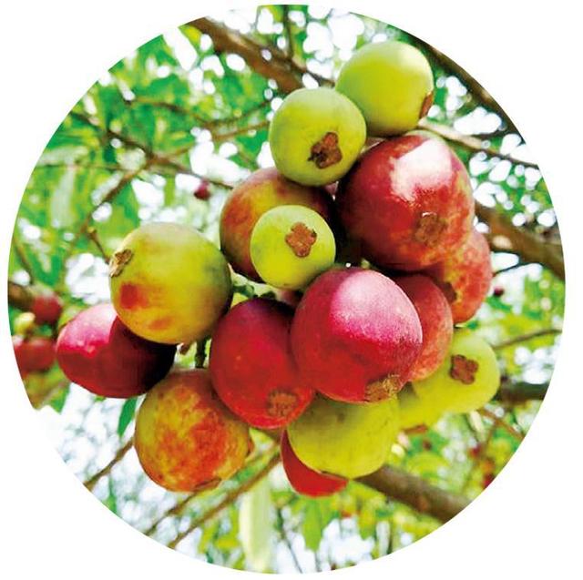 草木记云南藤黄：那年夏天的“藤黄果雨”蕴藏着儿时的八百里秦川-藤黄果是什么东西