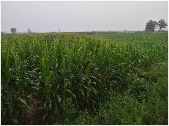 八百里秦川望无边——游陕西渭南望无边田野||作者:文微忍-陕西八百里秦川在哪里