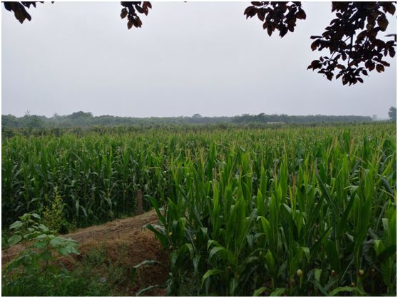 八百里秦川望无边——游陕西渭南望无边田野||作者:文微忍-陕西八百里秦川在哪里