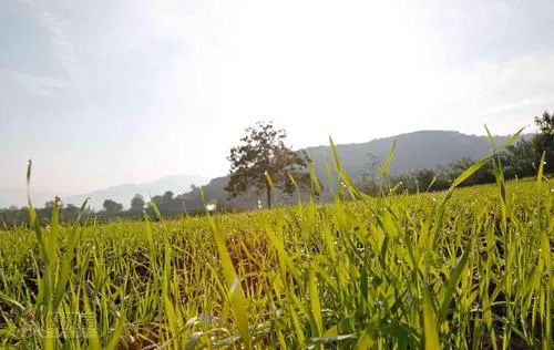 八百里秦川望无边——游陕西渭南望无边田野||作者:文微忍-陕西八百里秦川在哪里