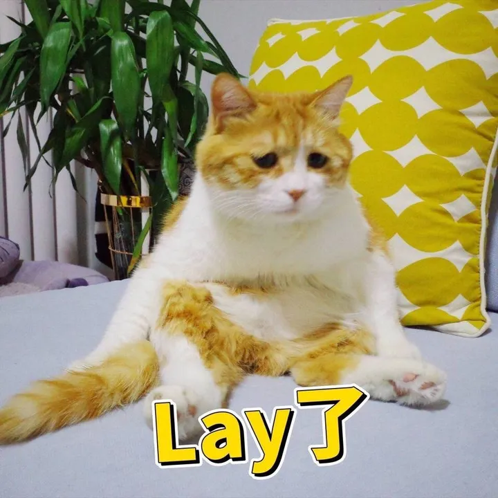 名字里有生僻字是一种什么样的体验？-名字有生僻字好吗