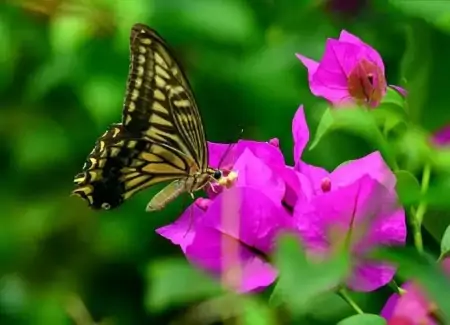 蝴蝶一生短暂，但它无愧于那个短暂一瞬，因为它活得精彩-蝴蝶的一生要经历几个阶段