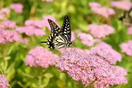 蝴蝶一生短暂，但它无愧于那个短暂一瞬，因为它活得精彩-蝴蝶的一生要经历几个阶段