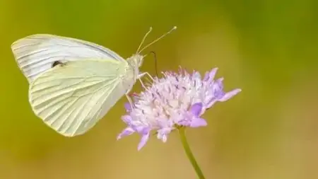 蝴蝶一生短暂，但它无愧于那个短暂一瞬，因为它活得精彩-蝴蝶的一生要经历几个阶段