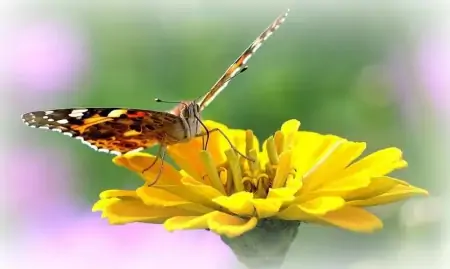 蝴蝶一生短暂，但它无愧于那个短暂一瞬，因为它活得精彩-蝴蝶的一生要经历几个阶段