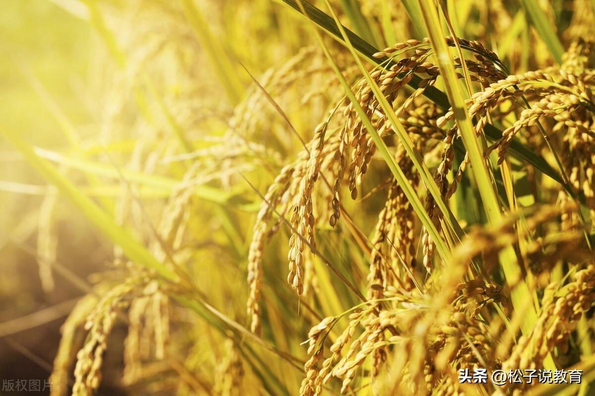 华南农业大学跟华中农业大学，哪个学校比较好？听听老师怎么说-华中农业大学和华南理工大学