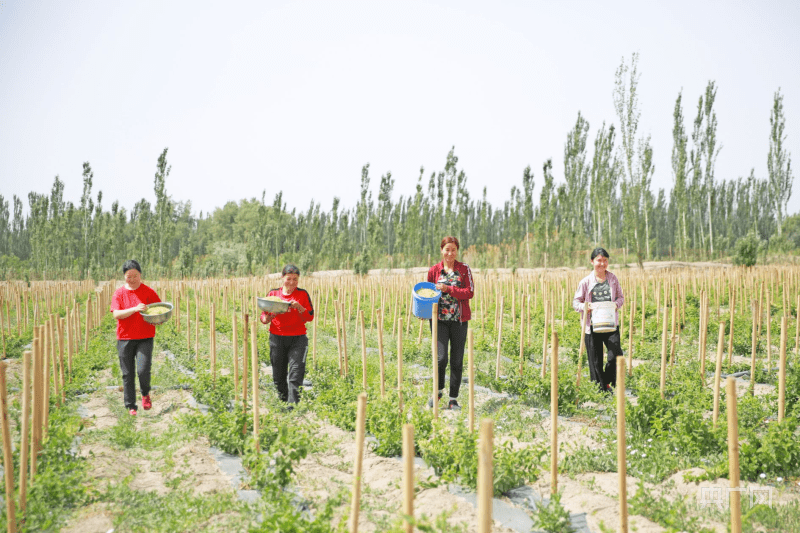 乡村振兴看新疆|“花经济”铺就致富路-新疆乡村振兴视频宣传片