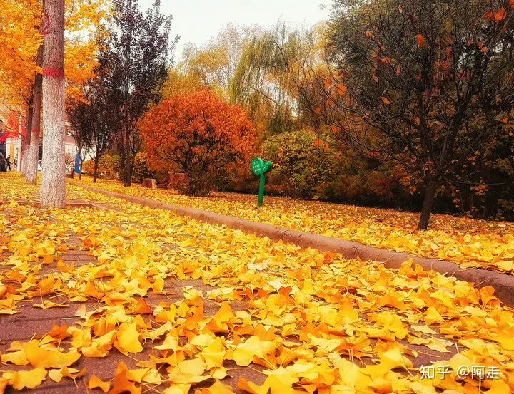 在山西大学上学是一种怎么样的体验?-山西大学的评价