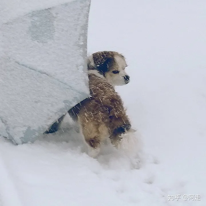 在山西大学上学是一种怎么样的体验?-山西大学的评价
