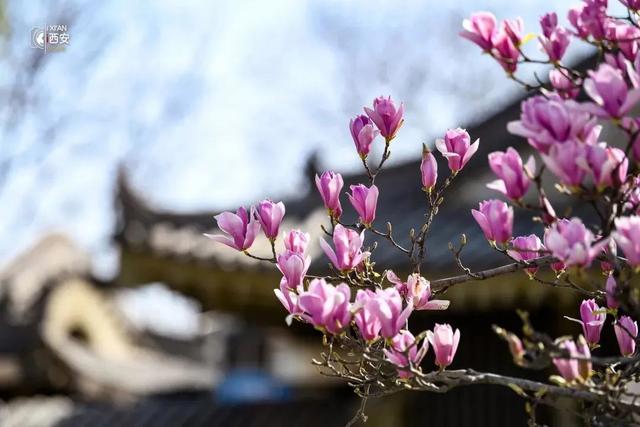 西安春季旅游攻略！这10条精品线路快收藏-西安春季旅游最佳去处