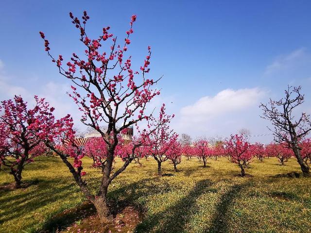 西安春季旅游攻略！这10条精品线路快收藏-西安春季旅游最佳去处