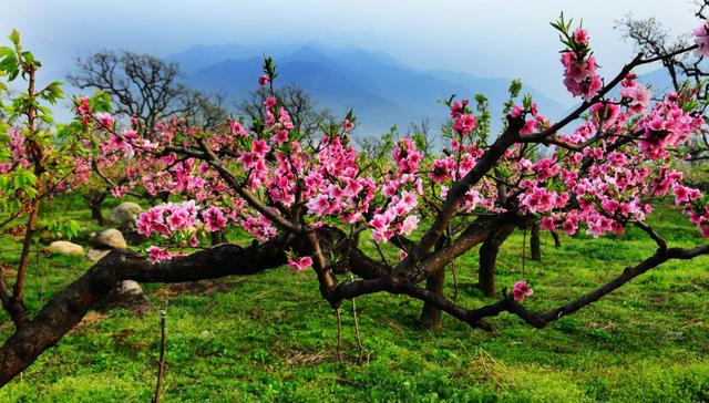 西安春季旅游攻略！这10条精品线路快收藏-西安春季旅游最佳去处