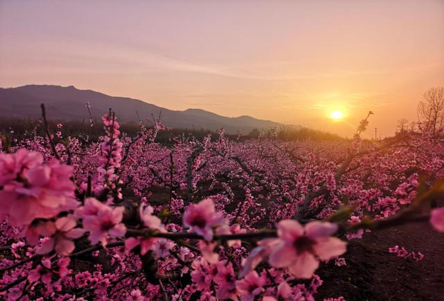 西安春季旅游攻略！这10条精品线路快收藏-西安春季旅游最佳去处