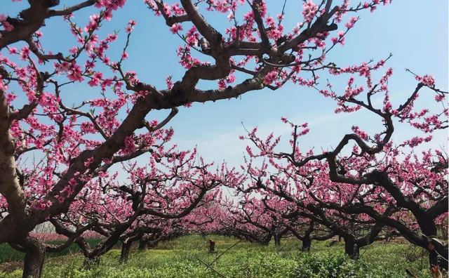 西安春季旅游攻略！这10条精品线路快收藏-西安春季旅游最佳去处