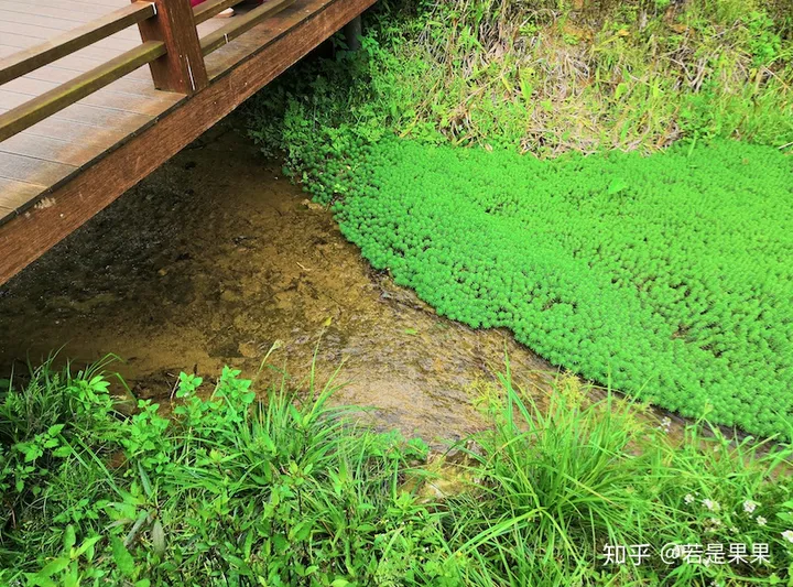 去贵州旅游有哪些实用建议和攻略？-带娃去贵州怎么玩