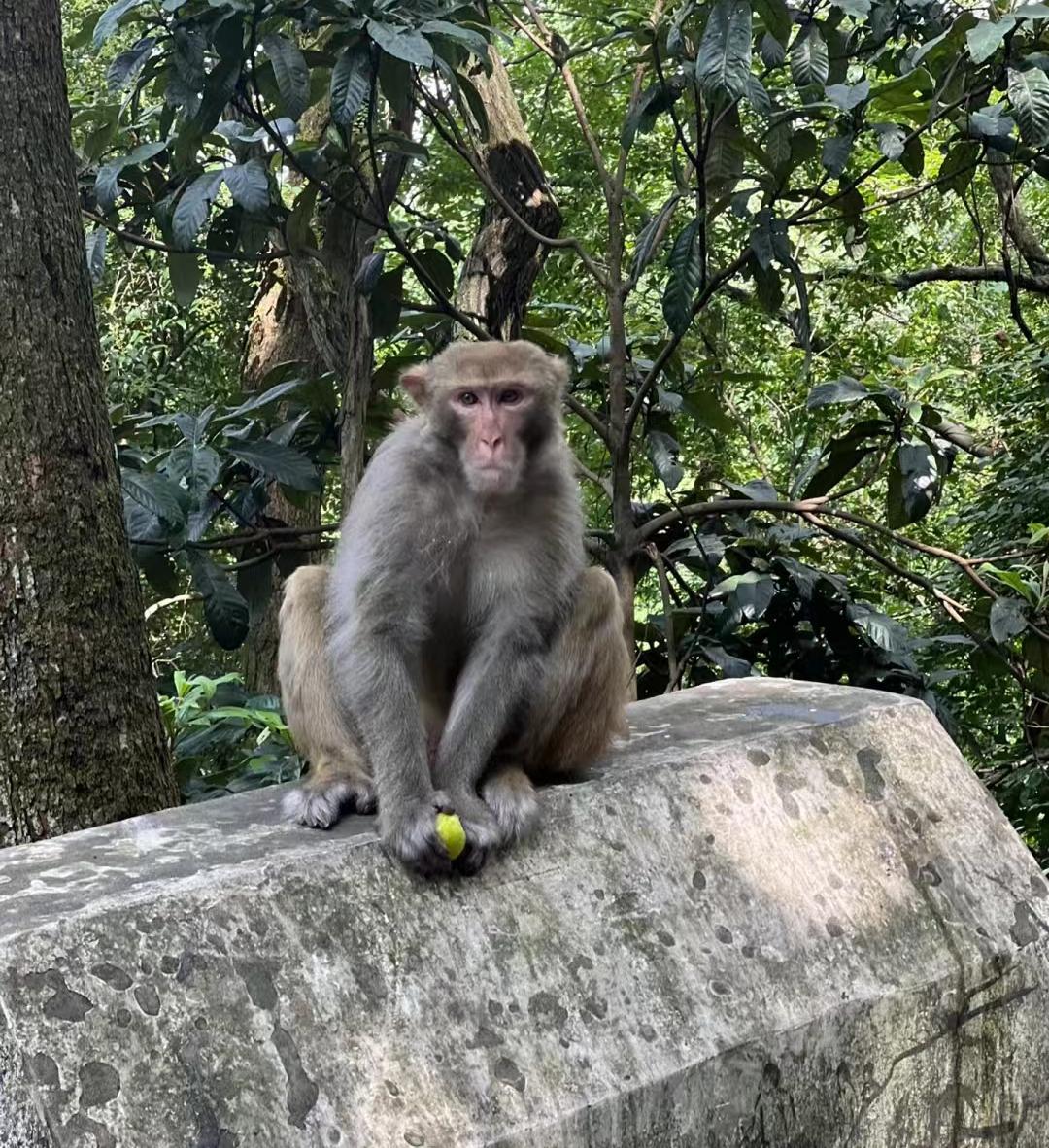 贵州旅游自由行攻略 看这一篇就够了-贵州自由行旅游攻略5天