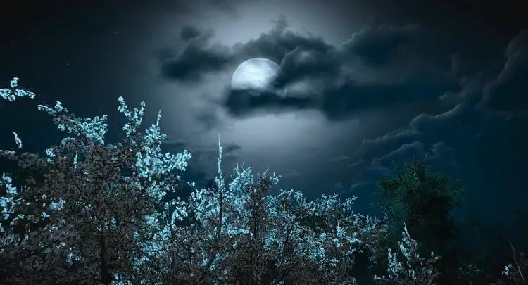 每天一首古诗词：《枫桥夜泊》-《枫桥夜泊》整首诗