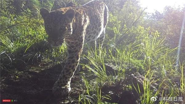 野生华北豹现身山西五台山-山西哪些县发现华北豹