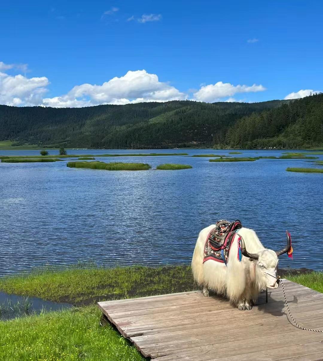 写给第一次去香格里拉的你，这些建议一定要收好-第一次去香格里拉怎么玩