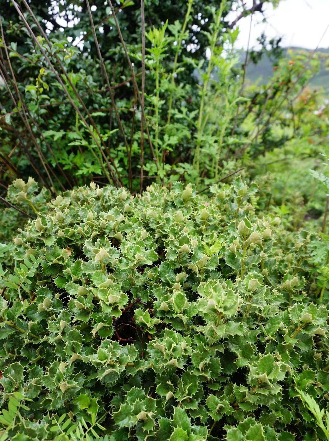 写给第一次去香格里拉的你，这些建议一定要收好-第一次去香格里拉怎么玩