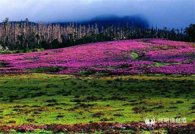 观满山杜鹃花海 香格里拉这些地方人少景美不扎堆-香格里拉花海有什么花