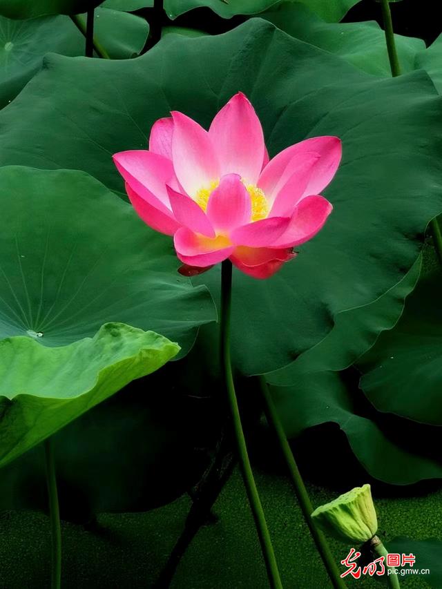 夏境如滴之颐和园-颐和园夏天去热吗