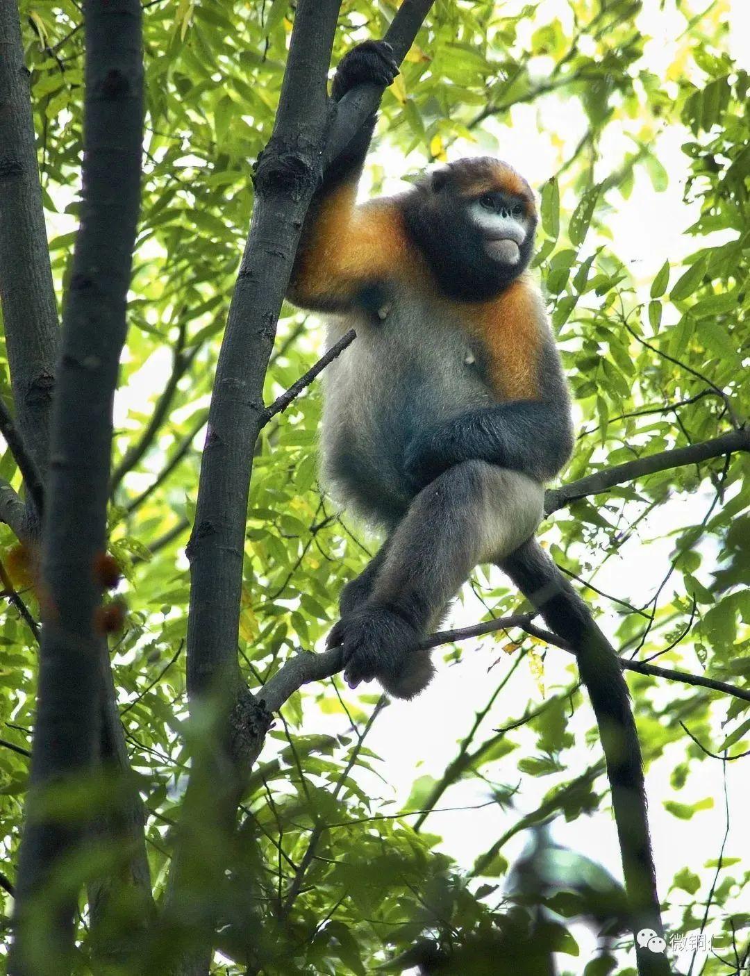 重磅！梵净山有新发现！-梵净山w