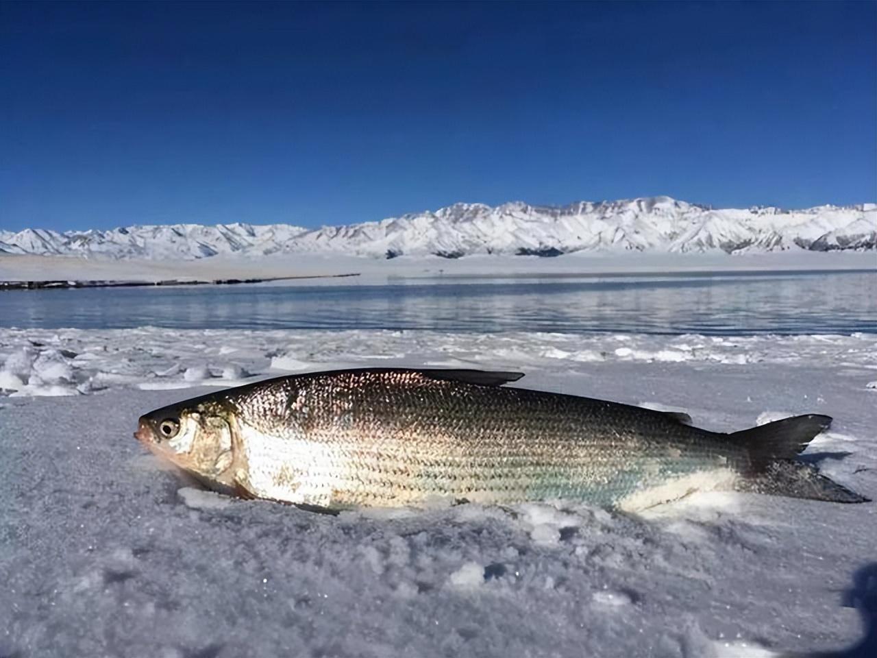 新疆赛里木湖，为何没有原生鱼，到底是什么原因呢-赛里木湖里的鱼叫什么名字