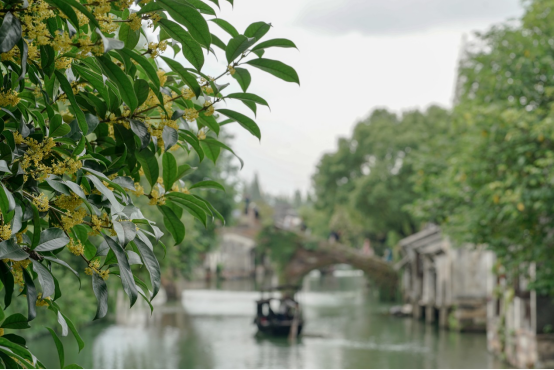 乌镇金秋时节国庆游全攻略请收好-乌镇春节旅游攻略