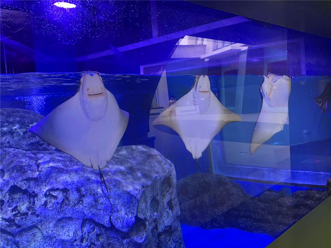 日照旅游必去景点，本篇详细介绍哪些值得玩，有山有海玩到嗨-日照旅游必去十大景点民宿