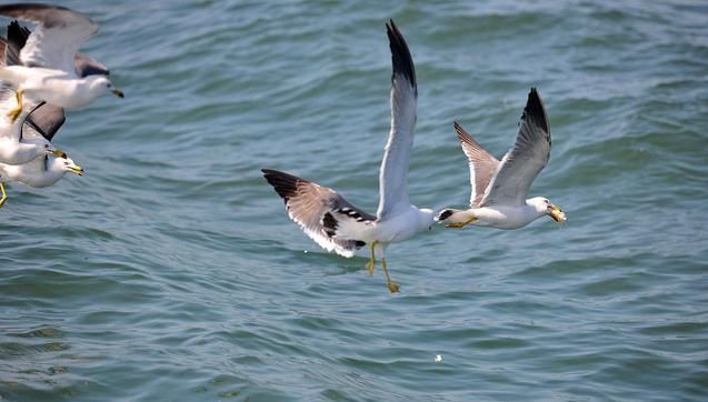 来到山东省第三大城市—烟台，不可错过的三大景点-山东的烟台有什么旅游景点