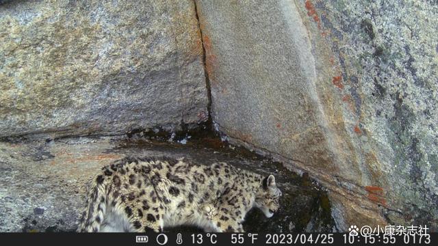 「透视社·晓万物」四姑娘山长坪沟首次拍到雪豹和绿尾虹雉-四姑娘山长坪沟攻略自驾游