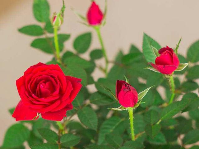 夜雨丨王行水：花开冠贝乐-夜雨寄北