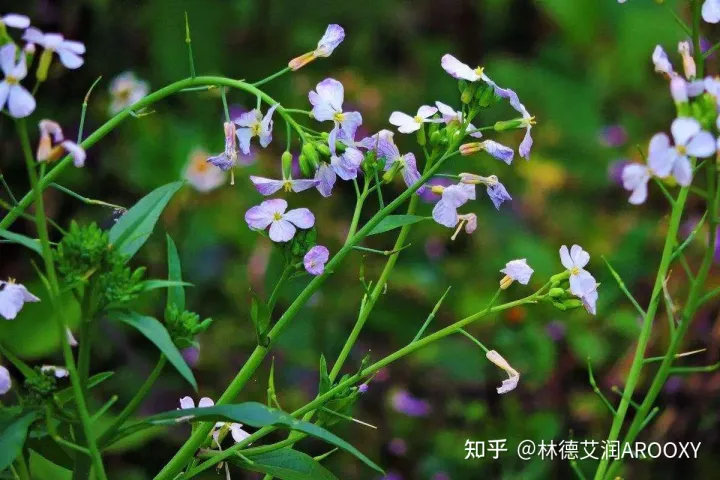 玉龙雪山简介-云南丽江玉龙雪山简介