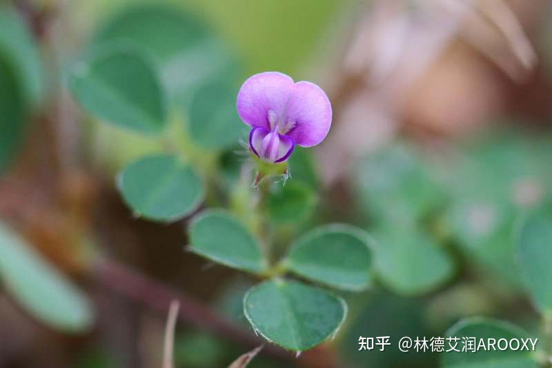 玉龙雪山简介-云南丽江玉龙雪山简介