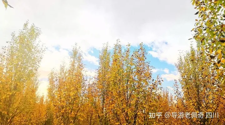 去稻城亚丁旅游有哪些避坑攻略分享？-去稻城亚丁的旅游路线有哪些