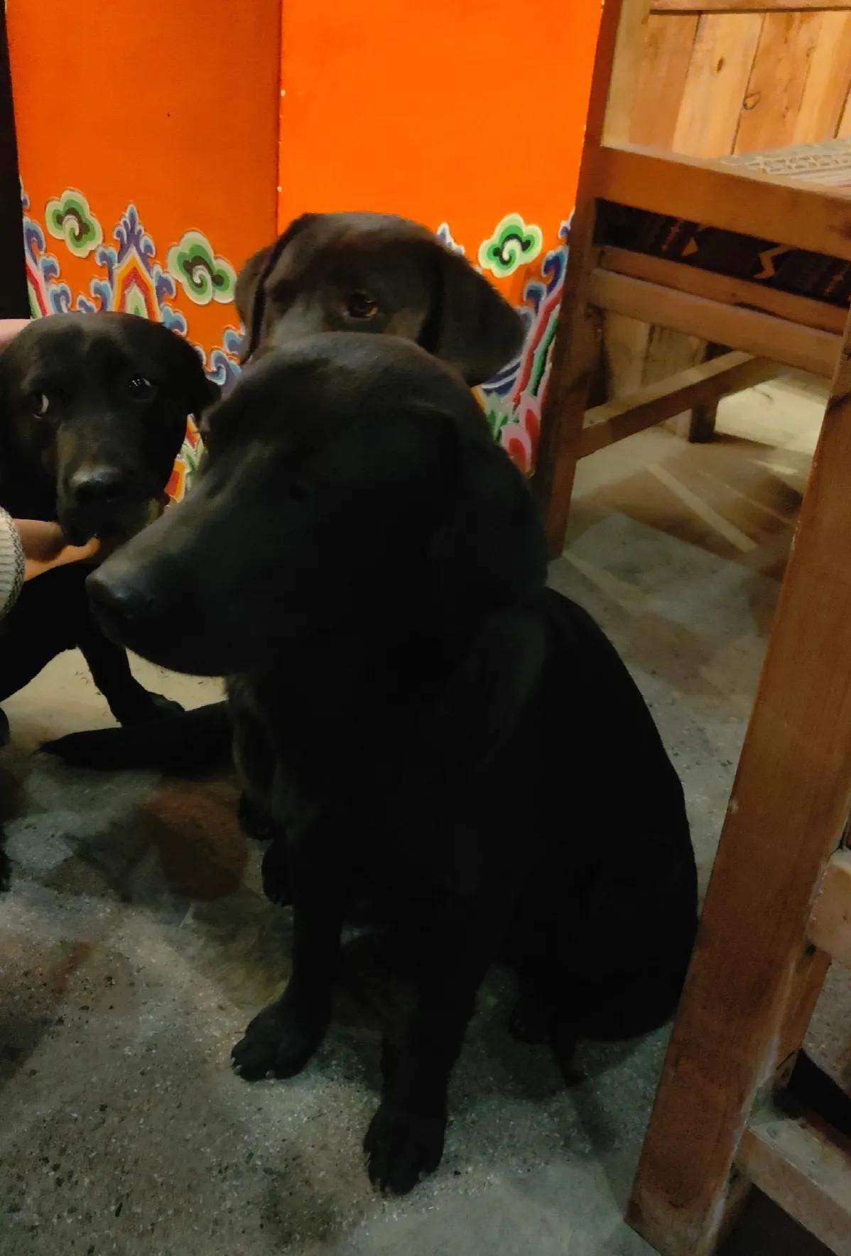 稻城亚丁自玩详细攻略（2000字）-稻城亚丁旅游线路攻略一日游