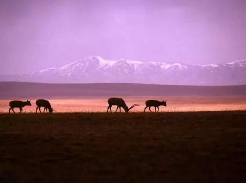 青海最值得去的16个景点，你去过几个？-青海值得玩的景点