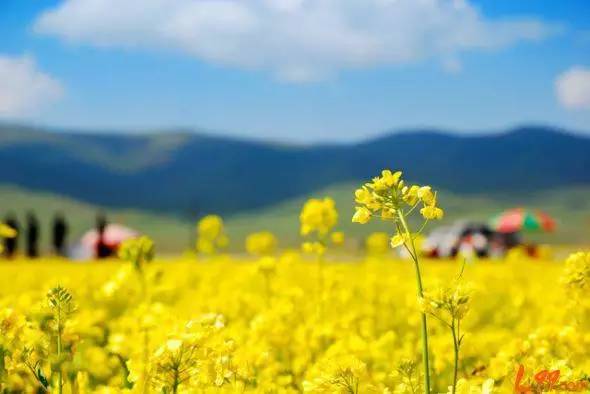 青海最值得去的16个景点，你去过几个？-青海值得玩的景点