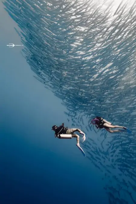 封面深镜丨看完《消失的她》潜水员不干了：有黑化潜水的因素-消失的结局游戏