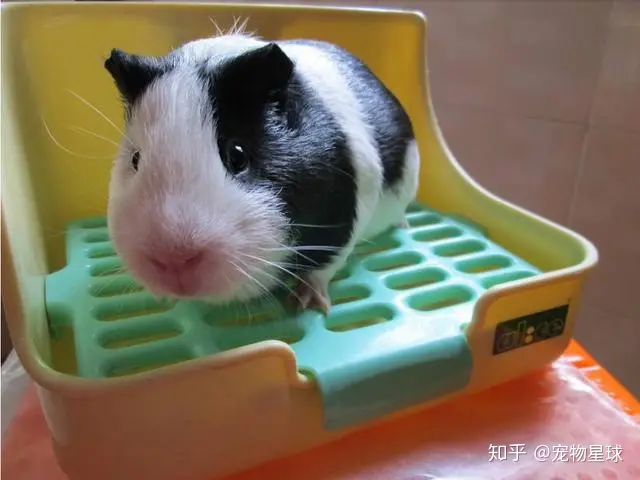 揭晓最受欢迎的五种宠物排名-十大最受欢迎的宠物品种