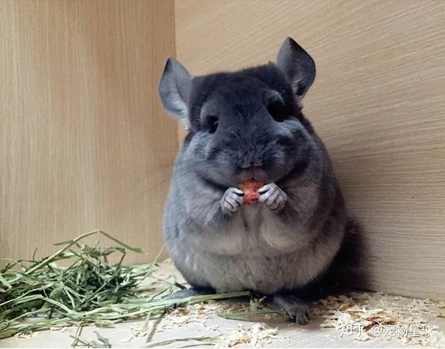 揭晓最受欢迎的五种宠物排名-十大最受欢迎的宠物品种