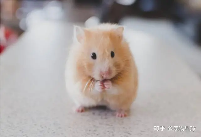 揭晓最受欢迎的五种宠物排名-十大最受欢迎的宠物品种