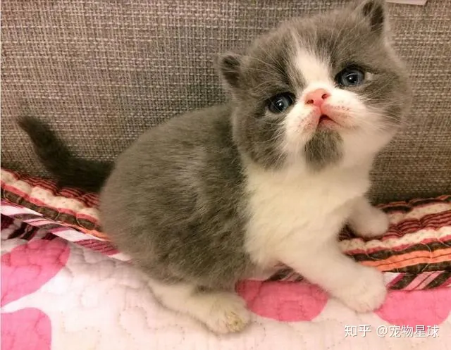 揭晓最受欢迎的五种宠物排名-十大最受欢迎的宠物品种