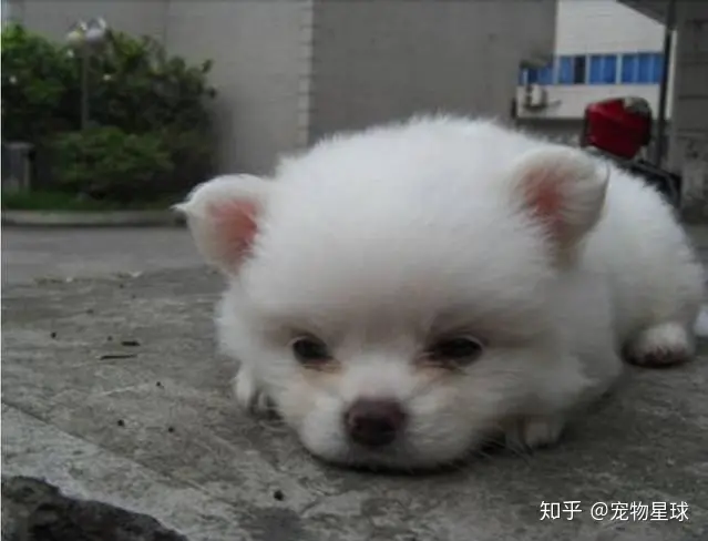 揭晓最受欢迎的五种宠物排名-十大最受欢迎的宠物品种