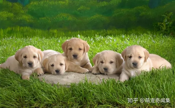 十大最好养的宠物！-十大最好养的宠物狗排名图片