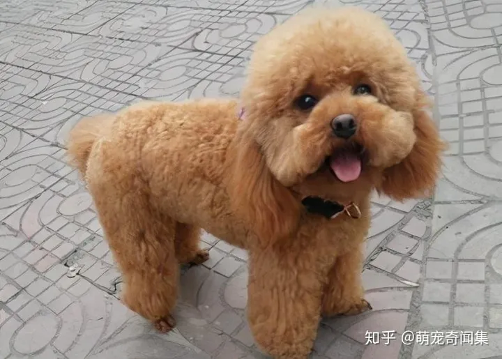 十大最好养的宠物！-十大最好养的宠物狗排名图片