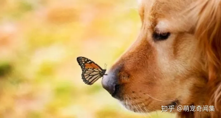 十大最好养的宠物！-十大最好养的宠物狗排名图片