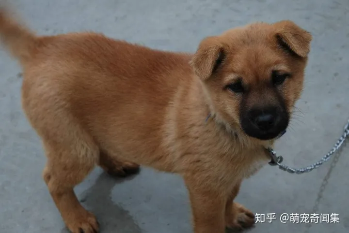 十大最好养的宠物！-十大最好养的宠物狗排名图片